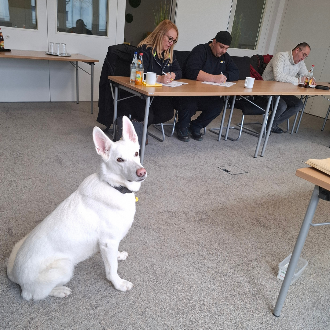 Ein Foto von Michael Winklers Hund Bo